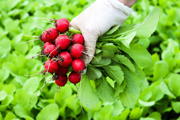 A fresh crop of red radishes in the hands of a human. Red radishes background. A woman holding a...