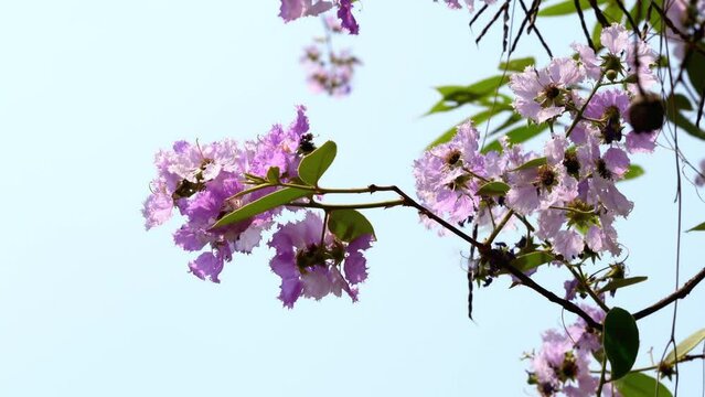 Low angle view of beautiful bunch of blooming tropical flowers, crepe myrtle, pride of india, queen's flower, bungor flowers, lagerstroemia, moving in the wind in the morning light of summer season.