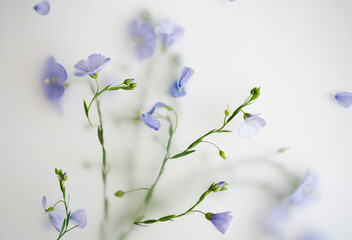 a lot of fresh blue flax, flowers on a branch on a light background. A plant for food, fabric and oil production