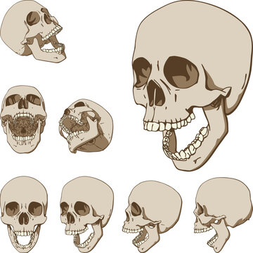 Set of seven drawings of human skull. Vector illustration