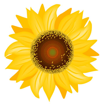 Illustration of beautiful sunflower with white background