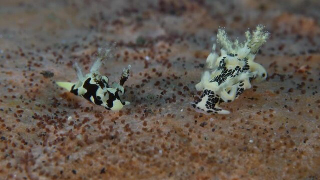 Nudibranchs (sea slugs) - Trapania tamaraw (L) and Trapania tora (R) feeding on entoprocts - what is growing on the surface of the sponge. Underwater macro life of Tulamben, Bali, Indonesia.