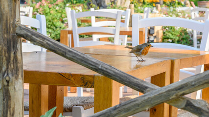 Robin on a cafe table