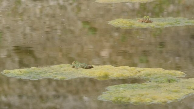 Frog on duckweed in a pool