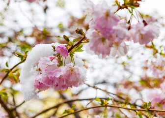 Close up of branch of cherry blossoms covered with snow. Spring season.