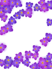 Violet crocus spring flowers vector illustration. Saffron flowers purple crocus spring blossom