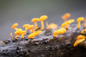 A tiny insect standing on favolaschia calocera, commonly known as the orange pore fungus.