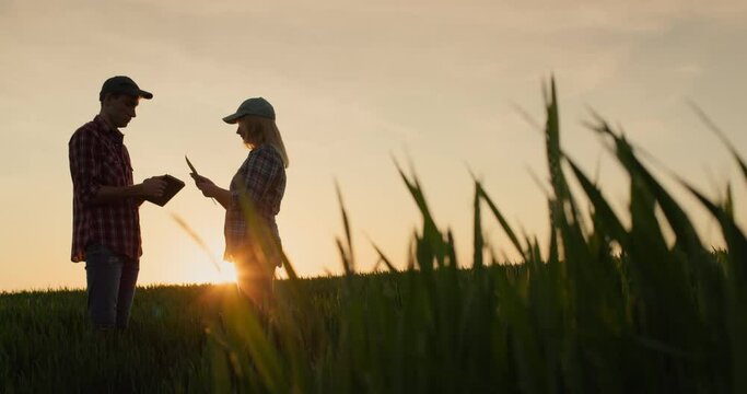 Two farmers - a man and a woman communicate against the background of a field of wheat at sunset