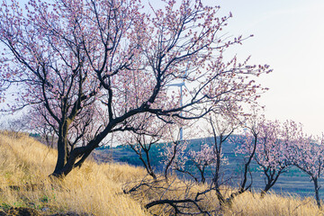 Obraz premium In spring, apricot blossom forests and rural scenery open all over the mountains in northern China