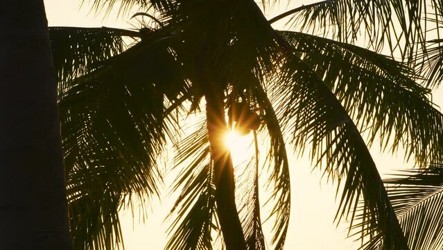 Coconut tree silhouette during sunset. Sun shining through coconut leaves. Tree summer background.