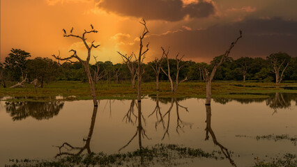 Fototapeta na wymiar sunset with trees in the foreground sri lanka