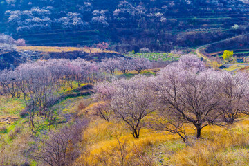 In spring, apricot blossom forests and rural scenery open all over the mountains in northern China