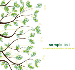 branches with leaves on white background