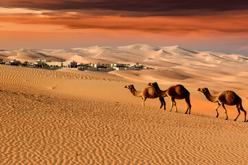 Camels in a dunes desert at sunset