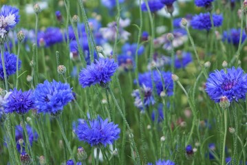 青い花ヤグルマギクの花畑