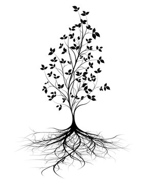 young tree with roots, white background, black silhouette with leaves, vertical vector shape