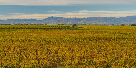 sunrise in autumn over the Marlborough vineyards in New Zealand