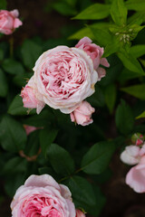 Unusual, pale pink roses bloom in the garden.