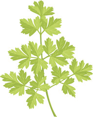 A stem of parsley with green leaves isolated on white background.