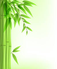 Fototapeta na wymiar Vector background with green bamboo