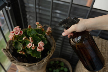 Unrecognizable woman sprays plants with water