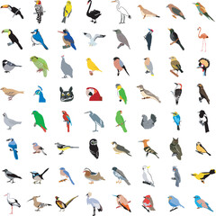The big set of the different birds