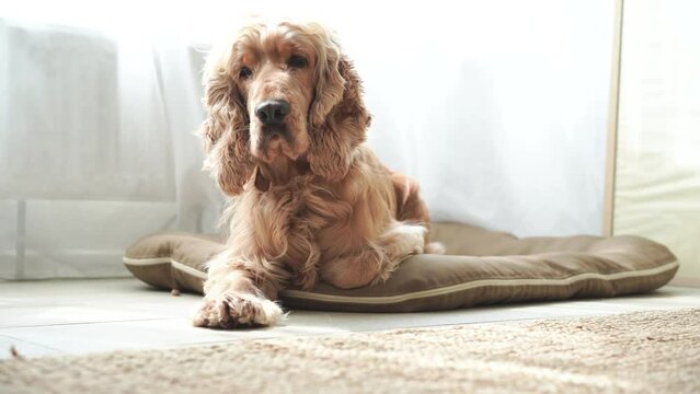 English cocker spaniel lying on his dog bed at home. High quality 4k footage