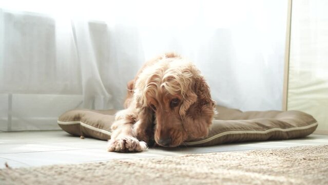English cocker spaniel lying on his dog bed at home and eating snack. High quality 4k footage