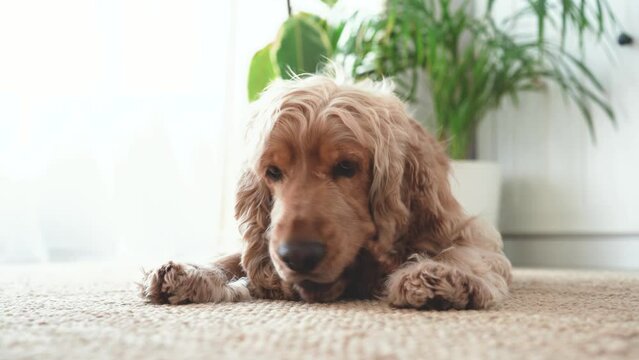 English cocker spaniel dog lying on carpet and eating snack. High quality 4k footage