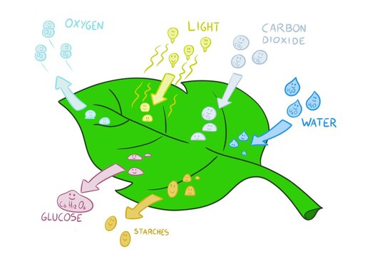 Photosynthesis explained to children. Illustration