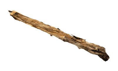 Old dead wood stick. Nature element isolated