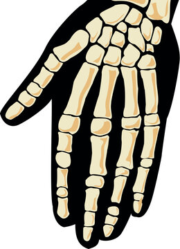 Human anatomy. Hand. Vector illustration