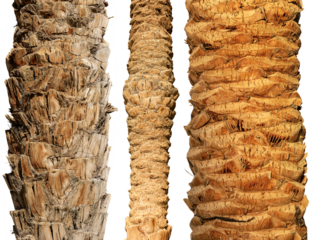 Detail of three trunks of palm trees isolated on white or transparent background, photography, png.