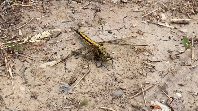 Yellow dragonfly resting on the dry sandy ground