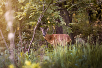Deer on a green field with a forest in the background in the warm light of sunset in Germany,...