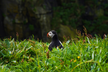 Atlantic puffin on the isle of Lunga in Scotland. The puffins breed on Lunga, a small island of the coast of Mull. 