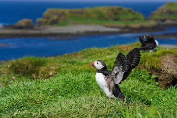 Atlantic puffin on the isle of Lunga in Scotland. The puffins breed on Lunga, a small island of the coast of Mull. 