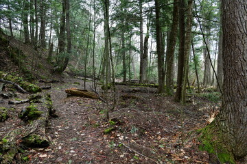 impressions from a hike through a beautiful natural forest