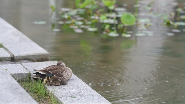 鴨の親子が人工池のほとりで休んでいる風景 parent duck and duckling resting by an artificial pond. 