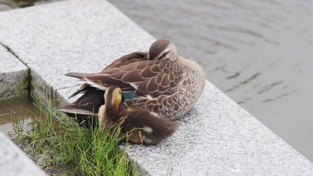 鴨の親子が人工池のほとりで休んでいる風景 parent duck and duckling resting by an artificial pond. 