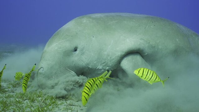 Slow motion, Close up of Sea Cow grazing on seabed. Close up of Sea Cow or Dugong accompanied by school of Golden Trevally fish eating Smooth ribbon seagrass on seagrass meadow