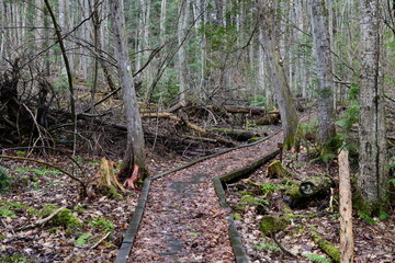 impressions from a hike through a beautiful natural forest