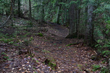 impressions from a hike through a beautiful natural forest