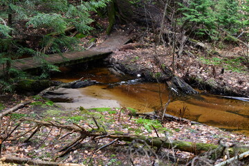 impressions from a hike through a beautiful natural forest