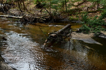 impressions from a hike through a beautiful natural forest