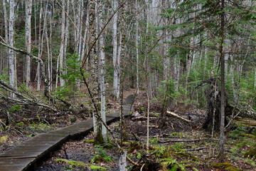 impressions from a hike through a beautiful natural forest