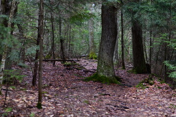 impressions from a hike through a beautiful natural forest