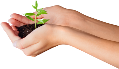 Hands Holding a Young Plant