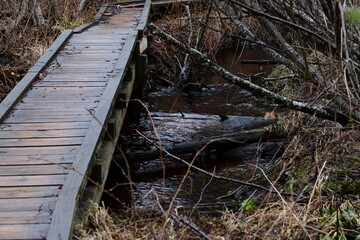 impressions from a hike through a beautiful natural forest