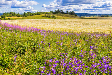 Fototapety na wymiar - Fototapeta24.pl